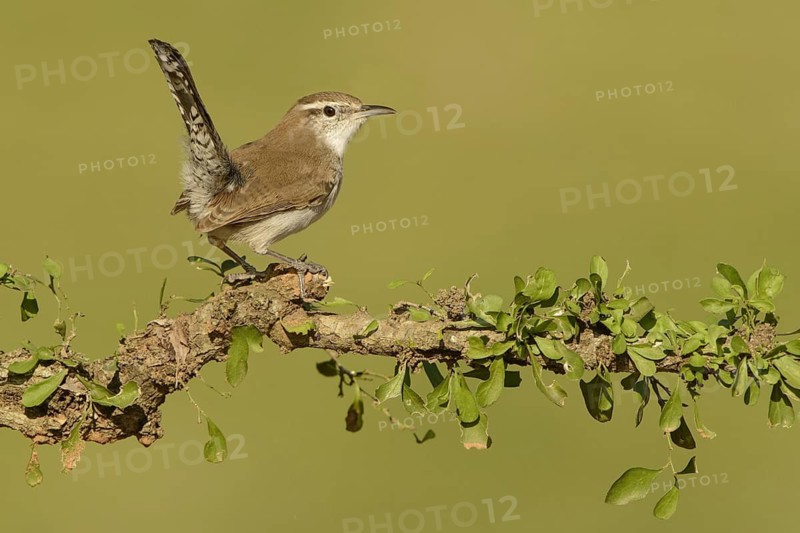 Bewick's Wren (Thryomanes bewickii), Texas, USA