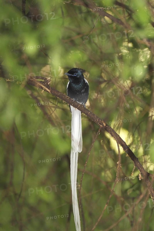 African Paradise Flycatcher (Terpsiphone viridis ferreti) male, white morph, Lake Baringo, Kenya