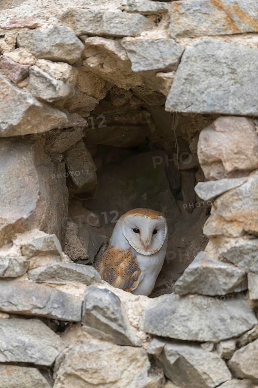 One barn owl (Tyto alba) sitting in a hole in a wall of a ruin of a monastery