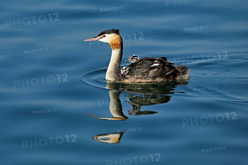 Great Crested Grebe (Podiceps Scalloped ribbonfish), with two chicks in plumage swimming in the water, Lake Zug, Kanon Zug, Switzerland
