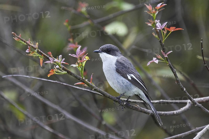 Fiscal Flycatcher (Melaenornis silens) Western Cape, South Africa