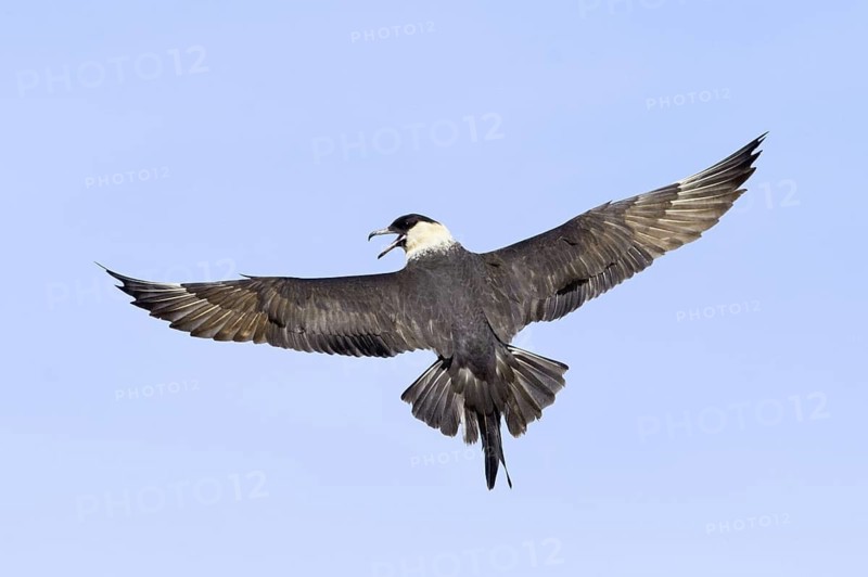 Pomarine Skua (Stercorarius pomarinus) flying, Alaska, USA