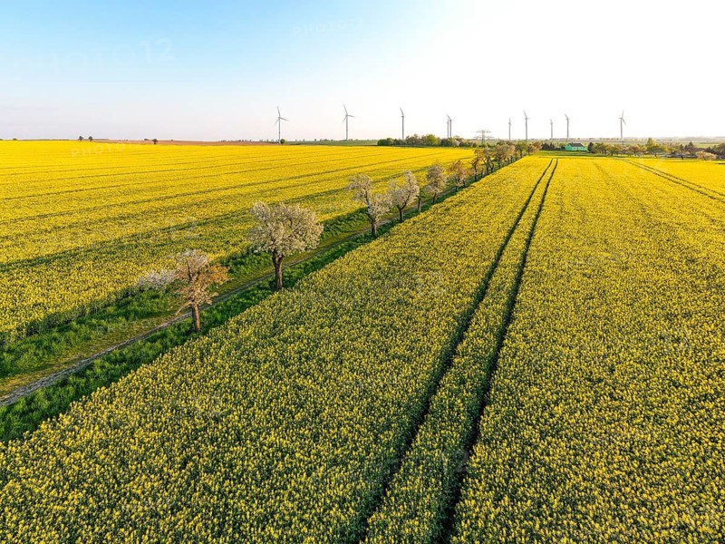 Alley with blossoming fruit trees between rape fields, aerial view in evening light, Wölkisch, Diera-Zehren, Saxony, Germany