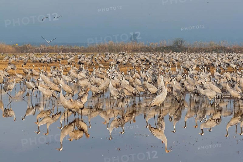 Kranich, Common Crane, Crane, Grus grus, Grue cendrée, Grulla Común, Mond, Moon