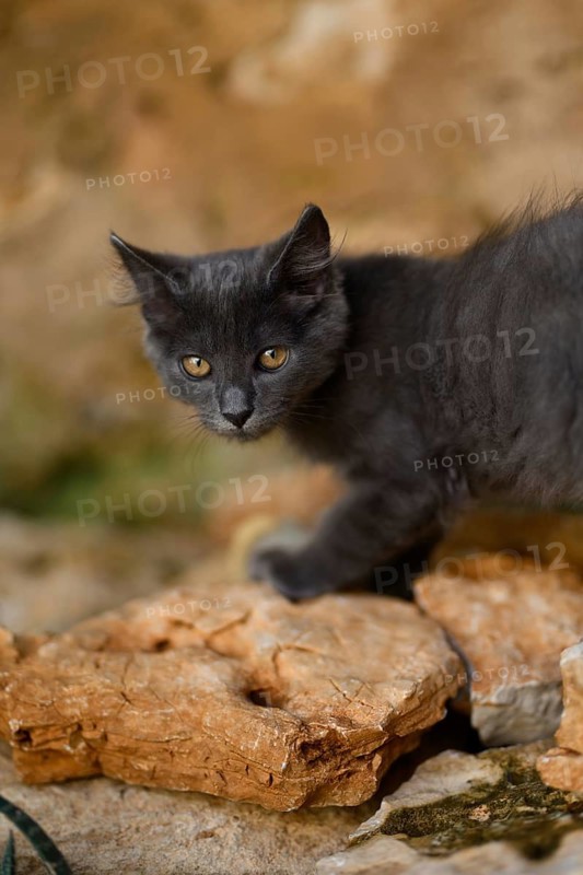 A charming gray cat with amber eyes explores a rocky terrain, showcasing its curious nature. The background is a soft blur, highlighting the cat fluffy coat and focused expression