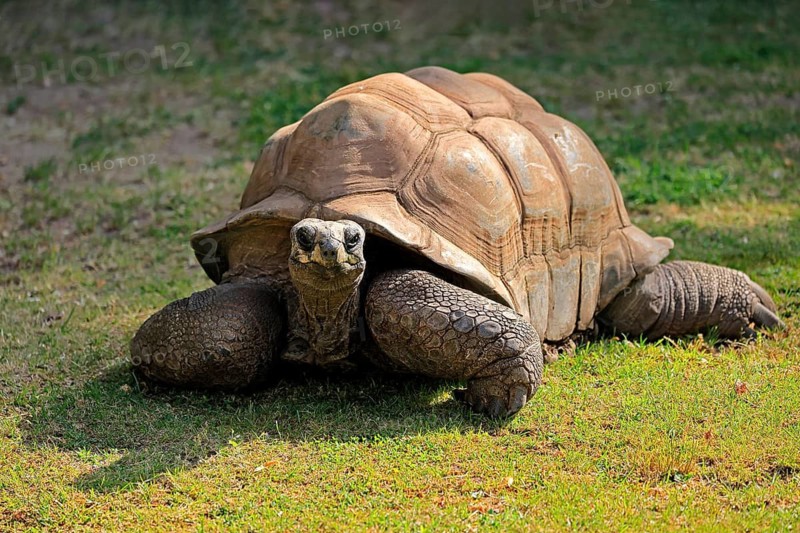 Aldabra giant tortoise (Aldabrachelys gigantea), adult, foraging, Seychelles