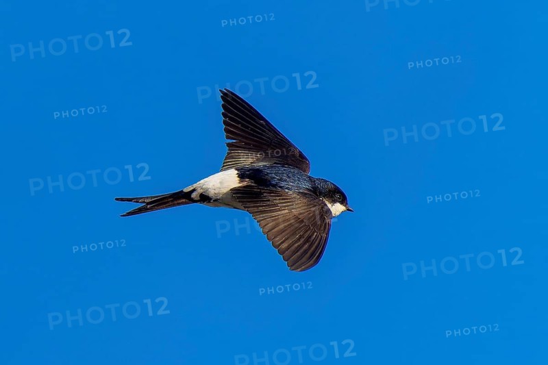 Bird hovering in the sky with outstretched wings, House Martin (Delichon urbicum, Syn.: Delichon urbica), wildlife, Germany