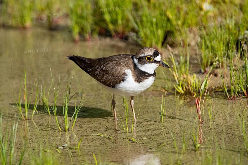 Little Ringed Plover (Charadrius dubius) Germany