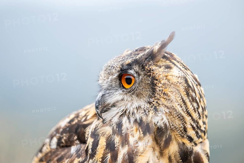 Portrait of an Eurasian eagle-owl (Bubo bubo), captive, Pyrenees, Catalonia, Spain