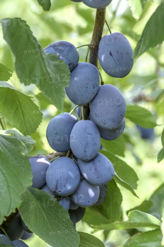 Plum (Prunus domestica 'Hanita'), Poysdorf, Lower Austria, Austria