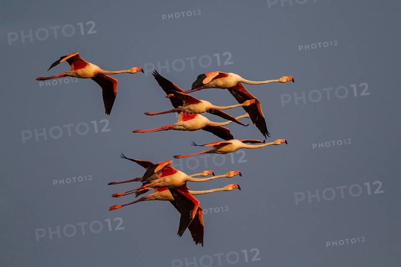 Greater Flamingo (Phoenicopterus roseus) flying, Greece