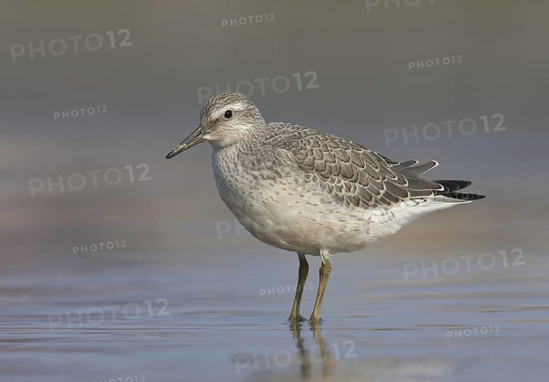 Red Knot (Calidris canutus), Ohio, USA
