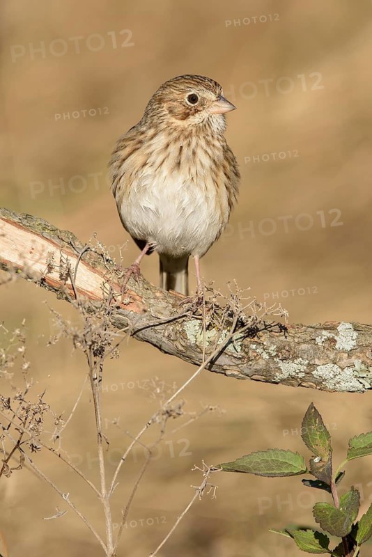 Vesper Sparrow (Pooecetes gramineus) perched on a branch, Texas, USA