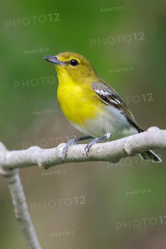 Yellow-throated Vireo (Vireo flavifrons) perched on a branch in southern Ontario, Canada