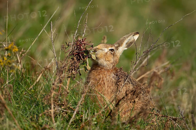 European brown hare (Lepus europaeus) adult animal feeding on a Sea beet plant in summer, England, United Kingdom
