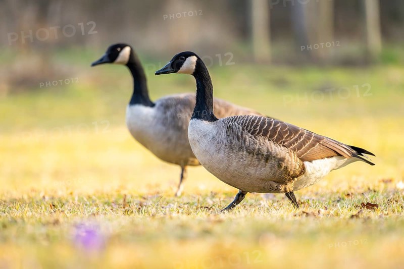 Canada goose (Branta canadensis) walking on a meadow in spring, Franconia, Bavaria, Germany