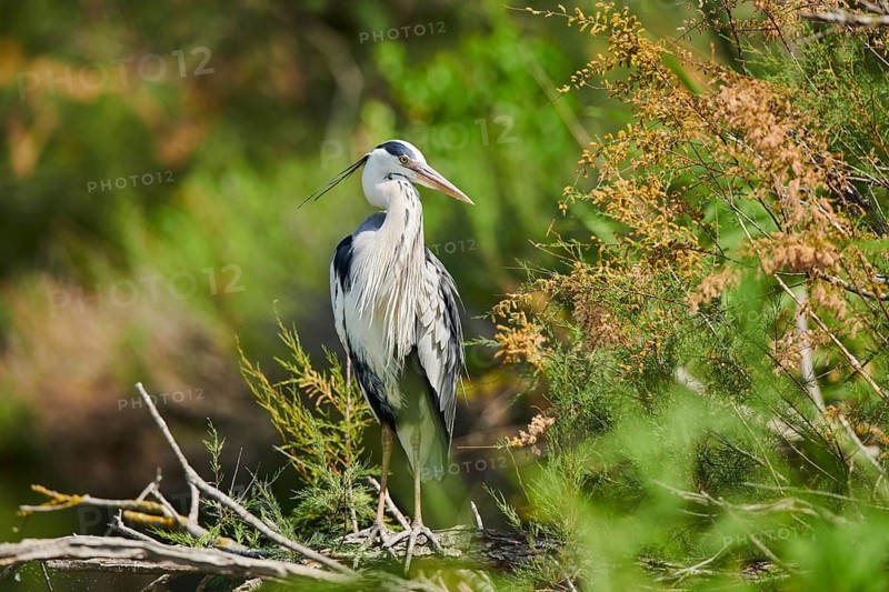 Grey heron (Ardea cinerea) standing in a shrub, Camargue, France