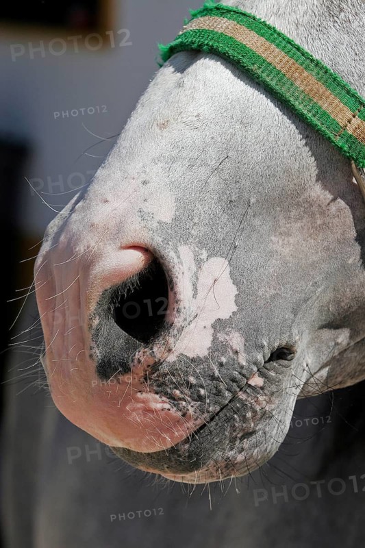 Toad mouth, pigment disorder, pigmentless patches in horses, nostrils, horse mouth