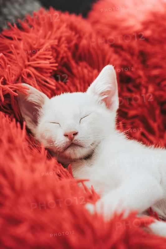 A serene white kitten naps contentedly against a vivid red cushion, evoking a sense of comfort and domestic warmth