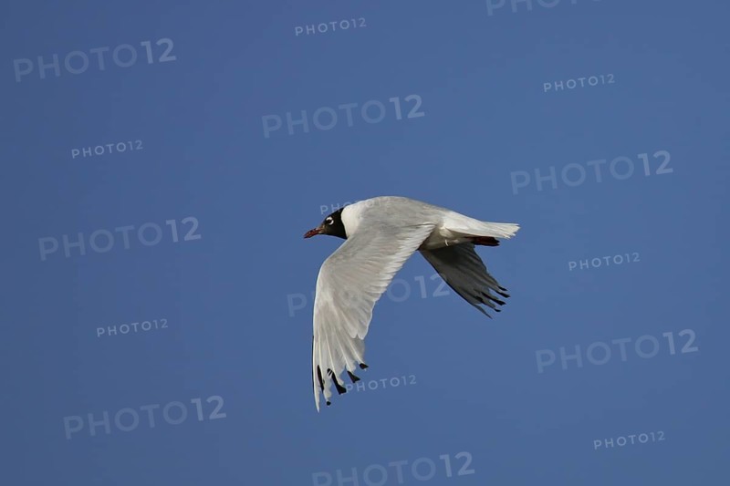 Reliktmöwe (Ichthyaetus relictus) flying, Buir Lake, Mongolia
