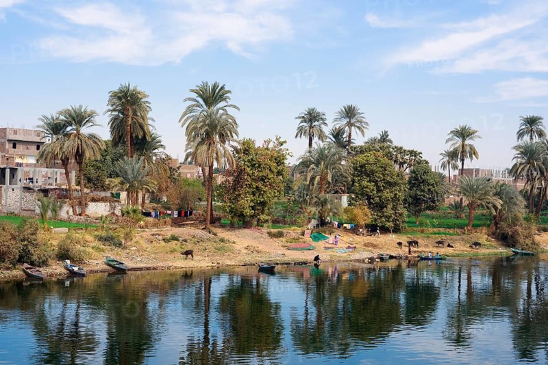 Houses and palm trees on the banks of the Nile near Luxor, Egypt