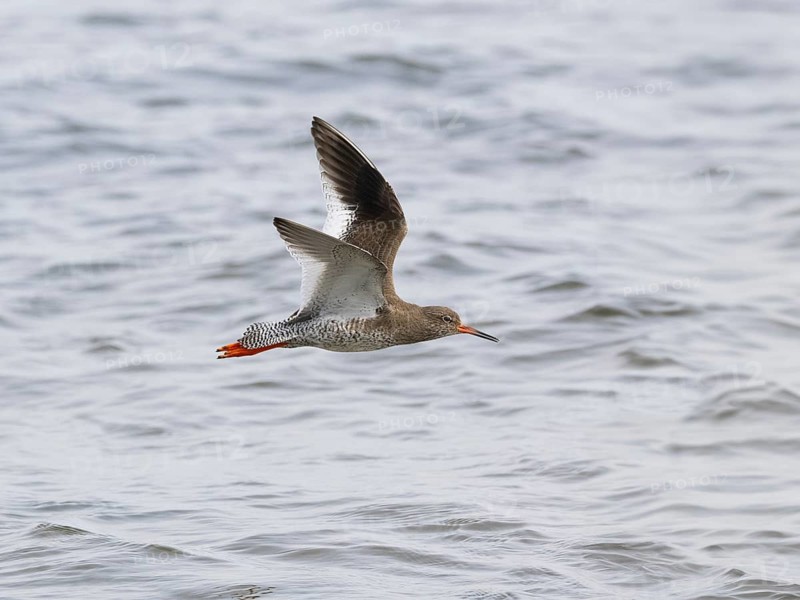 Redshank (Tringa totanus), migrant wader, adult bird, flying over the sea, North East coast, Northumberland, England, UK