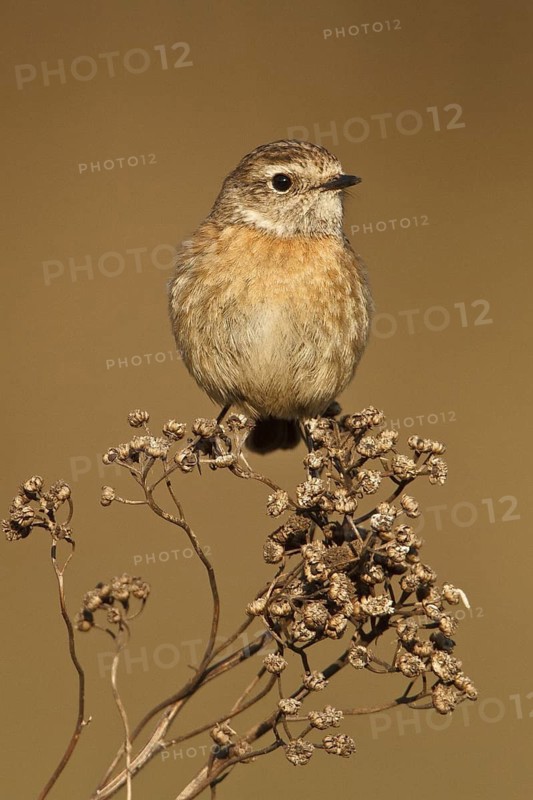 European Stonechat (Saxicola rubicola) female, Rhineland-Palatinate, Germany