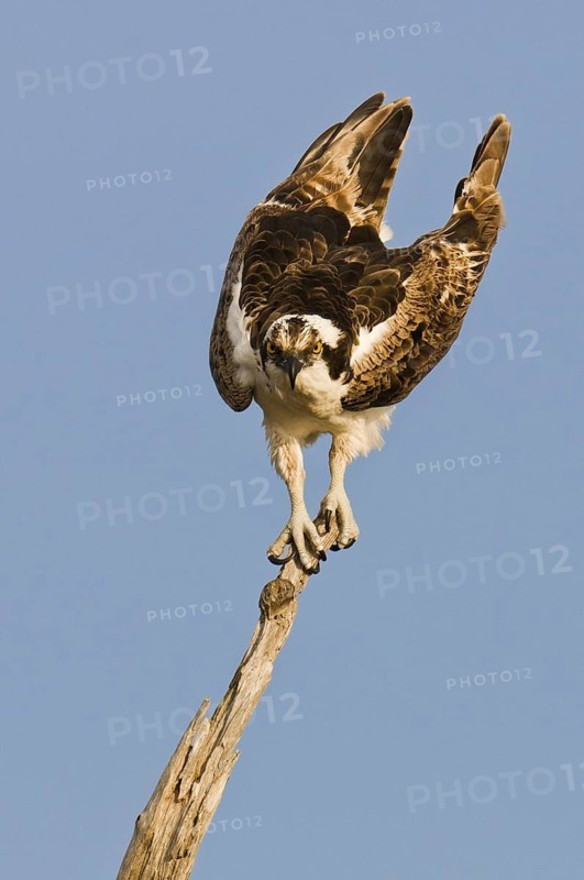 Western Osprey (Pandion haliaetus), Florida, USA