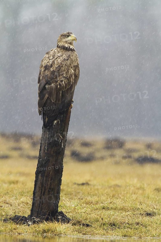 White-tailed Eagle (Haliaeetus albicilla) juvenile, Kutno, Poland