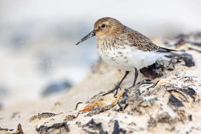 Animal, Animals, Bird, Birds, dunlin (Calidris alpina), Snipe bird, Heligoland, Schleswig-Holstein, Federal Republic of Germany