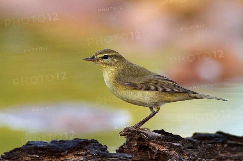 Common Chiffchaff (Phylloscopus collybita), Alicante, Spain