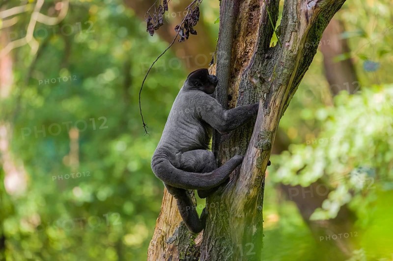 A common woolly monkey, brown woolly monkey, or Humboldt's woolly monkey (3) (Lagothrix lagothricha) climbs in a tree