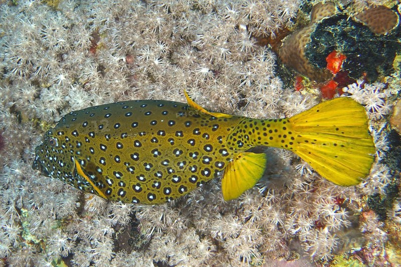 Yellow boxfish (Ostracion cubicus)
