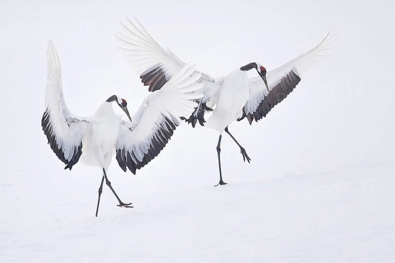 Red-crowned Crane (Grus japonensis) on snow, Hokkaido, Japan