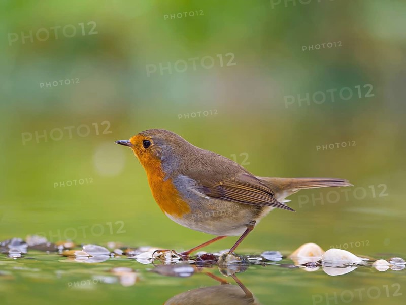 European robin (Erithacus rubecula), adult bird standing in shallow water, Solms, Hesse, Germany