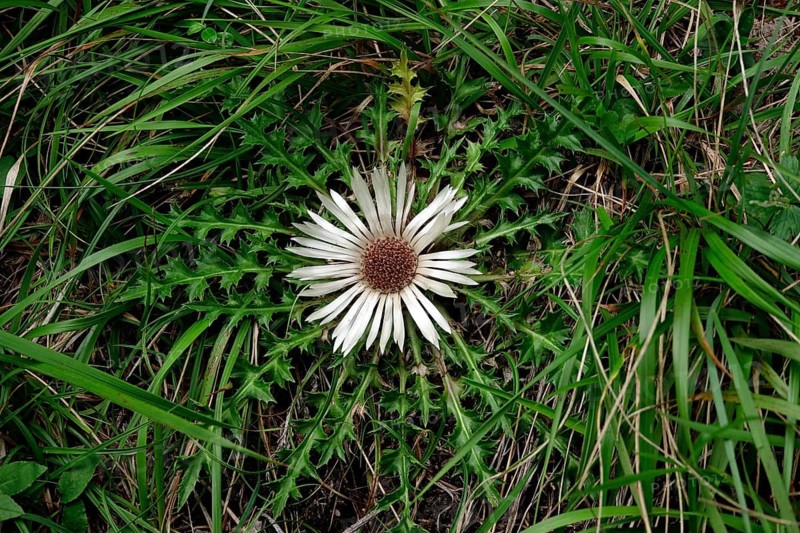 Silver thistle (Carlina acaulis), end of August, Upper Bavaria, Bavaria, Germany