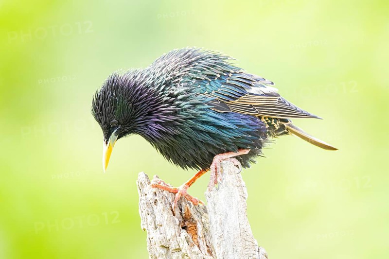 Starling (Sturnus vulgaris) Germany