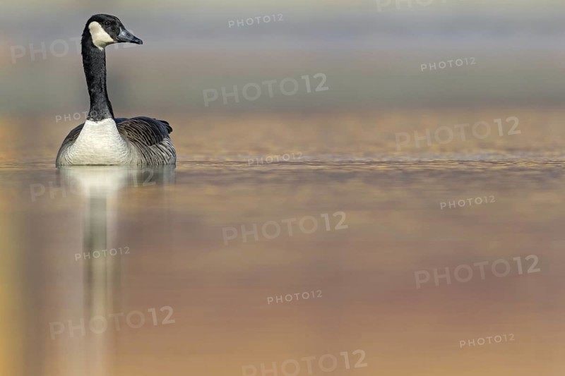 Canada goose, (Branta canadensis), animals, birds, goose, geese, duck family, Wörth am Rhein harbour, Wörth am Rhein, Rhineland-Palatinate, Germany