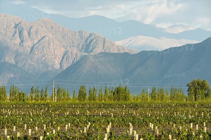 Vineyard with rows of vines (Vitis vinifera), row of poplars, Andes in the background, Uco Valley wine-growing region, Mendoza province, Argentina