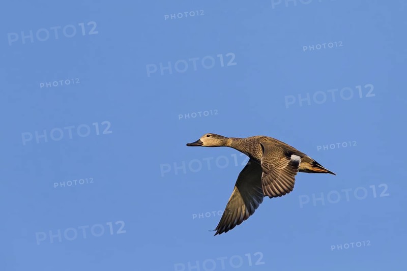 Gadwall, animals, birds, duck, (Anas strepera), Mareca strepera, flight photo, Wagbachniederung, Baden-Württemberg, Germany