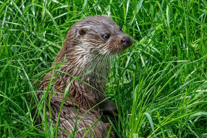 Cute Eurasian otter, European river otter (Lutra lutra) resting in meadow on river bank, riverbank. Captive