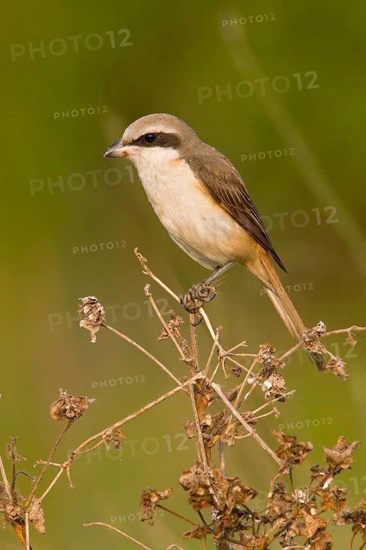 Brown Shrike (Lanius cristatus) male perched on dry branch, Phetchaburi, Thailand