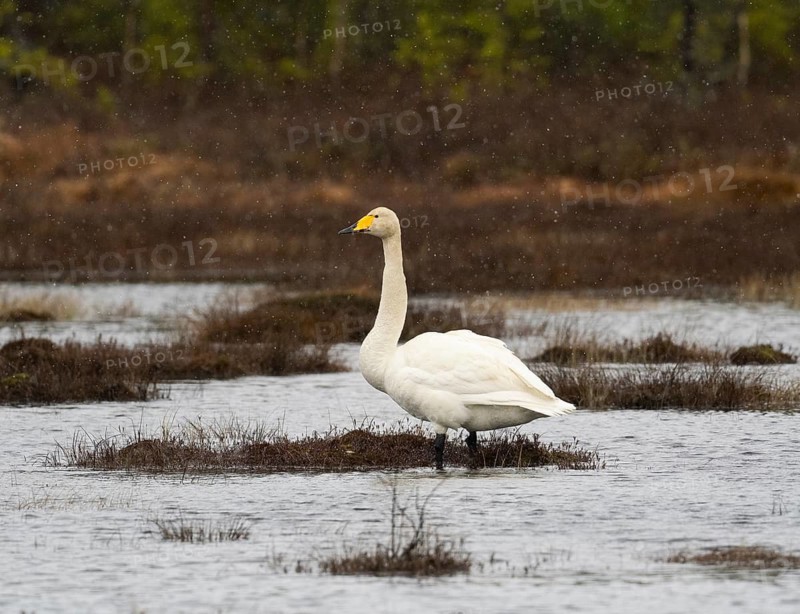 Whooper Swan (Cygnus cygnus) adult standing in lake, with falling sleet, May, Finnish Lapland