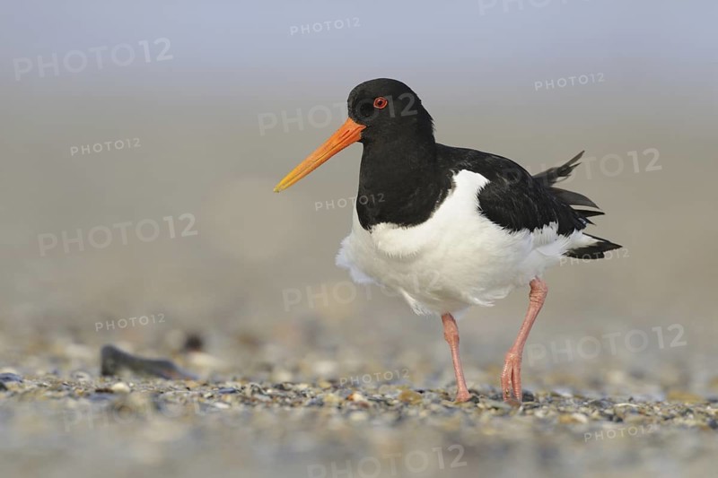 Eurasian Oystercatcher (Haematopus ostralegus), Schleswig-Holstein, Germany