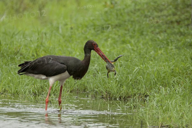 Black Stork (Ciconia nigra) with captured frog, Mpumalanga, South Africa