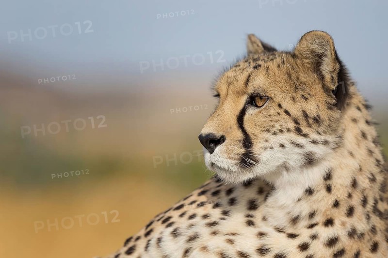 Cheetah (Acinonyx jubatus) adult portrait, Castile-La Mancha, Spain