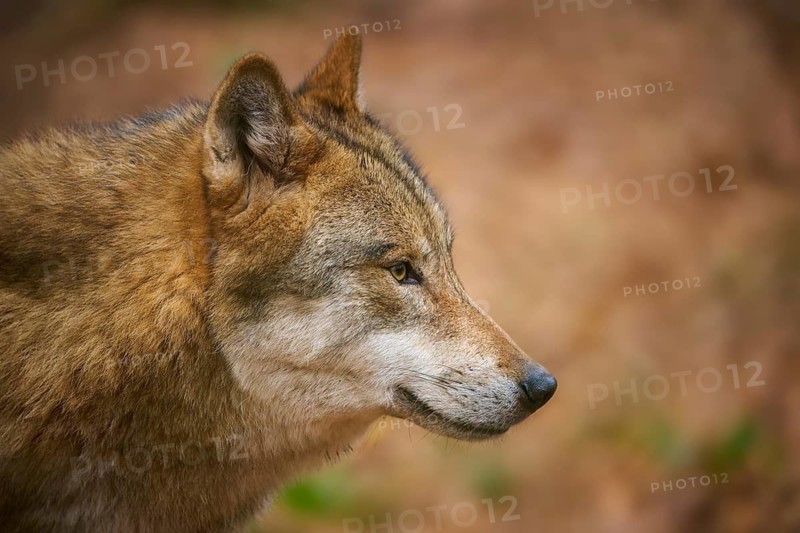 Close-up of a wolf with an attentive look in the forest, brown fur colour, wolf (Canis lupus), Germany