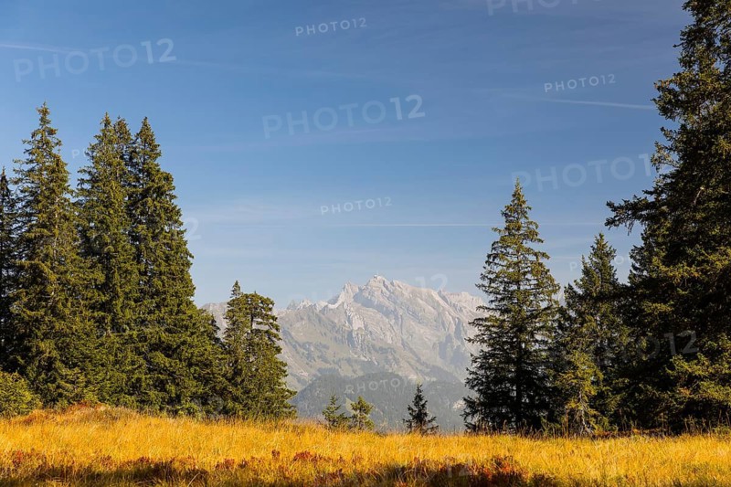 Autumn upland moor with a view of the Säntis, Amden, St. Gallen, Switzerland