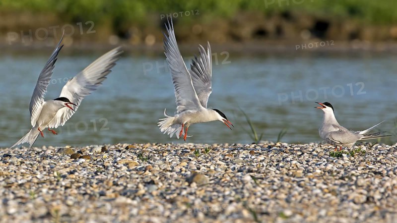 Common Tern (Sterna hirundo) flying, Texel, Netherlands