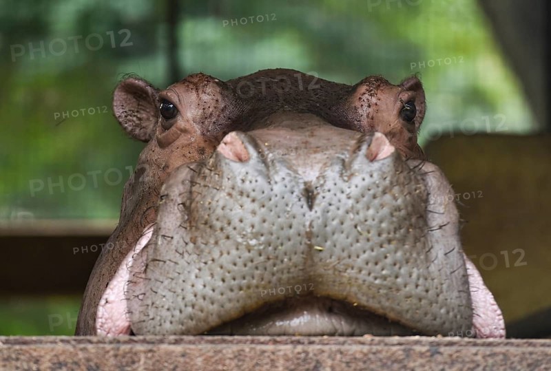 A Hippopotamus inside an enclosure at Assam State Zoo in Guwahati, Assam, India on 21 Nov. 2020